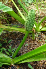 Lysichiton camtschatcensis