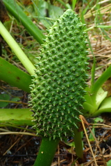 Lysichiton camtschatcensis