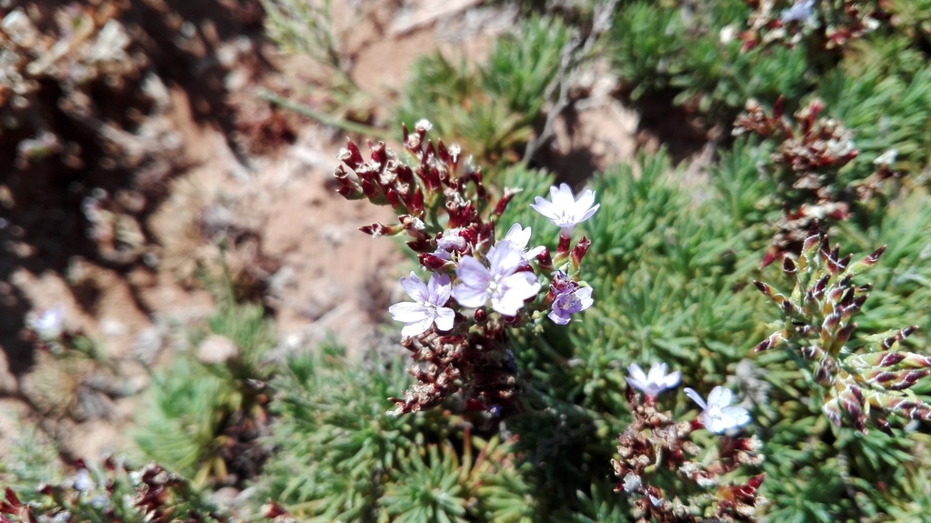 Flax Sea-Lavendar