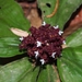 Floscopa robusta - Photo (c) Lena Struwe, some rights reserved (CC BY-SA), uploaded by Lena Struwe