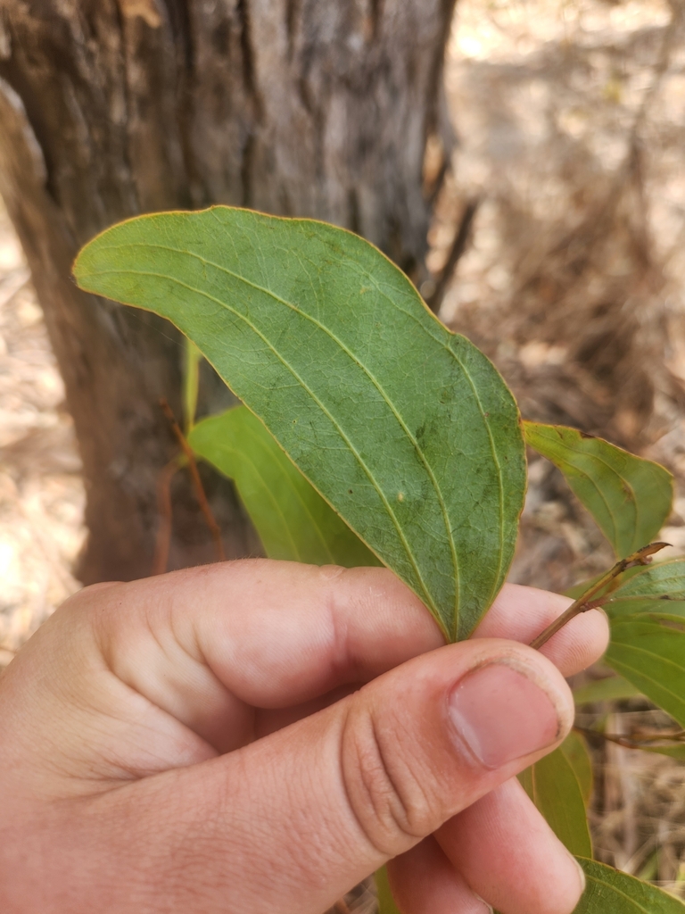 Red Wattle