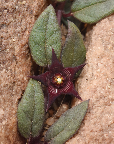 Ceropegia pulchellior