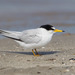 Least Tern - Photo (c) Greg Lasley, some rights reserved (CC BY-NC), uploaded by Greg Lasley