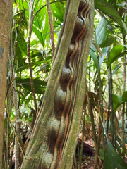 Bauhinieae