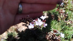 Limonium linifolium