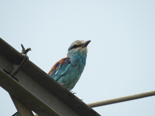 Abyssinian Roller