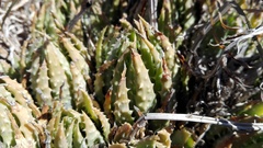 Aloe humilis
