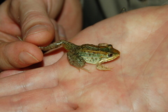 Leptodactylus podicipinus