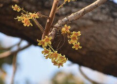 Sterculia murex, photograph (c) Justin Ponder, some rights reserved (CC BY)