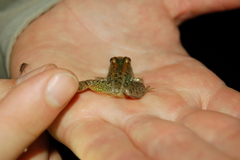 Leptodactylus podicipinus