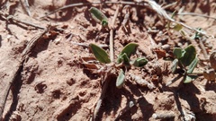 Blepharis integrifolia