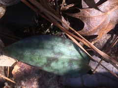 Erythronium americanum