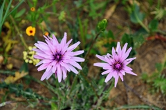Pseudopodospermum papposum