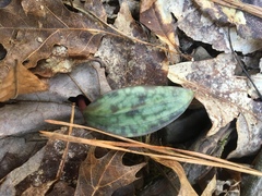 Erythronium americanum