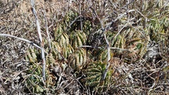Aloe humilis