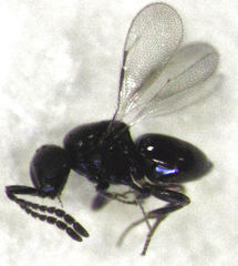 Ceraphronidae