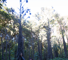 Cirsium subcoriaceum