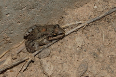 Leptodactylus latinasus