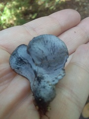 Gerronema waikanaense