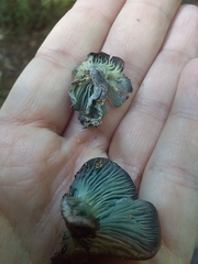 Gerronema waikanaense