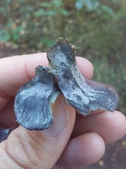 Gerronema waikanaense