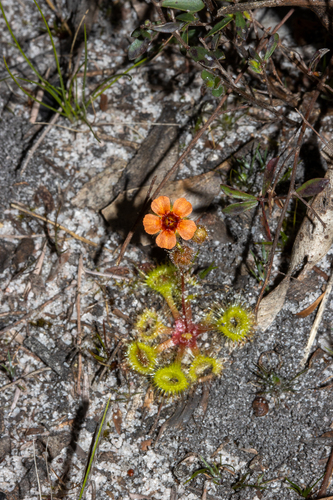 Drosera glanduligera (Drosera glanduligera)