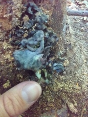 Gerronema waikanaense