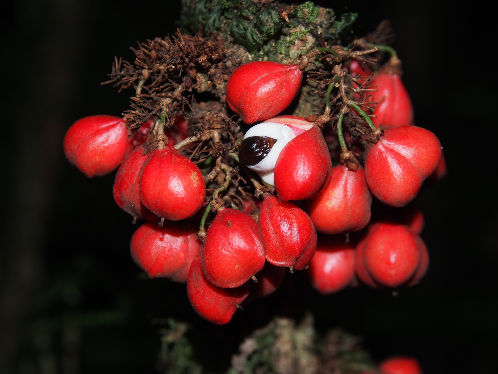 Paullinia alata