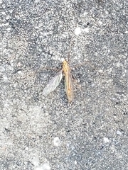 Nephrotoma suturalis