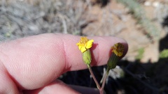 Senecio crassiusculus