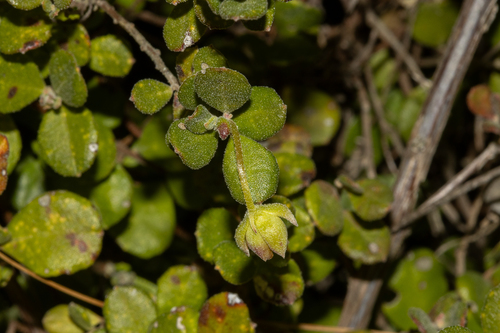 Hibbertia truncata, photograph 4