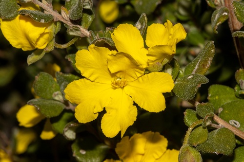 Hibbertia truncata, photograph 2