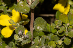 Hibbertia truncata, photograph T. Hammer, CC BY, iNaturalist via GBIF