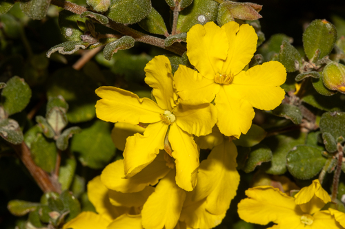 Hibbertia truncata, photograph 3