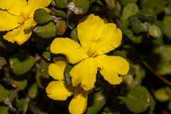 Hibbertia truncata, photograph T. Hammer, CC BY, iNaturalist via GBIF