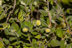 Hibbertia truncata, photograph T. Hammer, CC BY, iNaturalist via GBIF