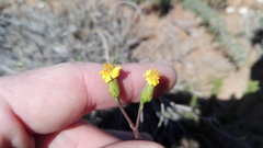 Senecio crassiusculus