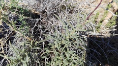 Senecio crassiusculus