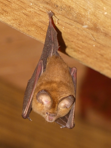 Dusky Roundleaf Bat (Hipposideros ater) — Least Concern Mammalia