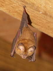 Dusky Leaf-Nosed Bat photo 1