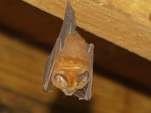 Bicolored Roundleaf Bat (Hipposideros bicolor)