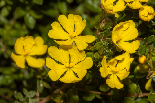 Hibbertia appressa Toelken