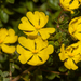 Hibbertia appressa - Photo (c) Tim Hammer, some rights reserved (CC BY), uploaded by Tim Hammer