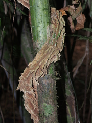 Aristolochiaceae