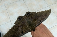 Ascalapha odorata
