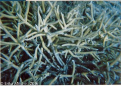 Acropora cervicornis