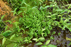 Lindernia rotundifolia
