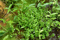 Lindernia rotundifolia