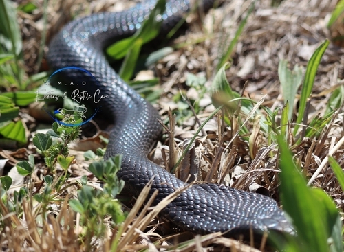 Blue-bellied Black Snake sighting