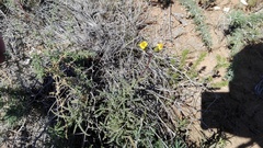 Senecio crassiusculus